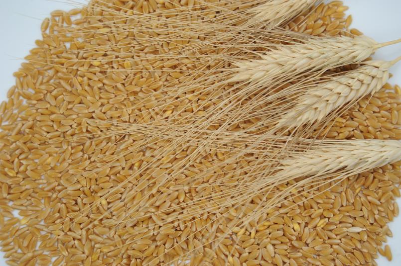 Güney Yıldızı ( Triticum Durum )
